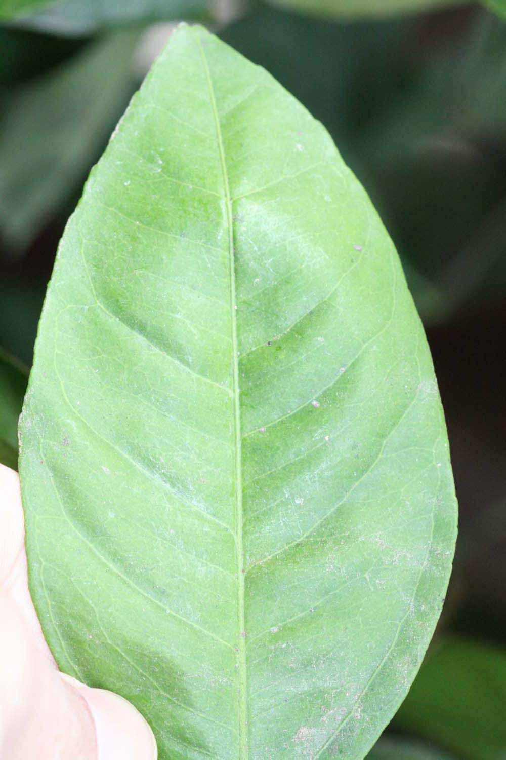              Margin (Riverside, CA)       